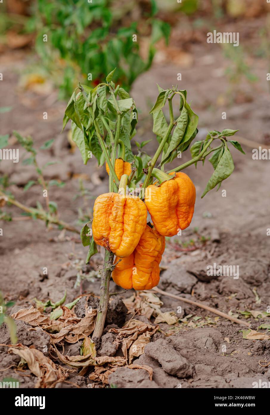 Fresh bell pepper. Bad harvest. Unsatisfactory results of growing organic vegetables. Losses of