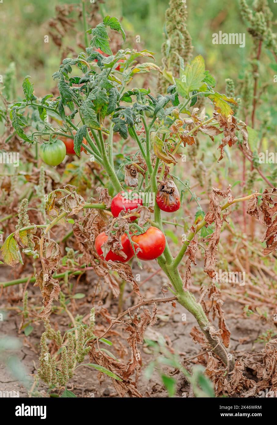 Tomato fruits are affected by a bacterial disease in the open soil. Tomatoes withered from pests