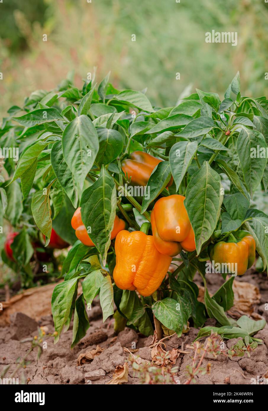 Fresh bell pepper. Bad harvest. Unsatisfactory results of growing