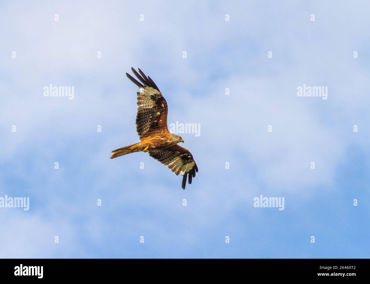 The Red Kite Milvus milvus bird of prey seen flying over the Northamptonshire countryside Stock Photo