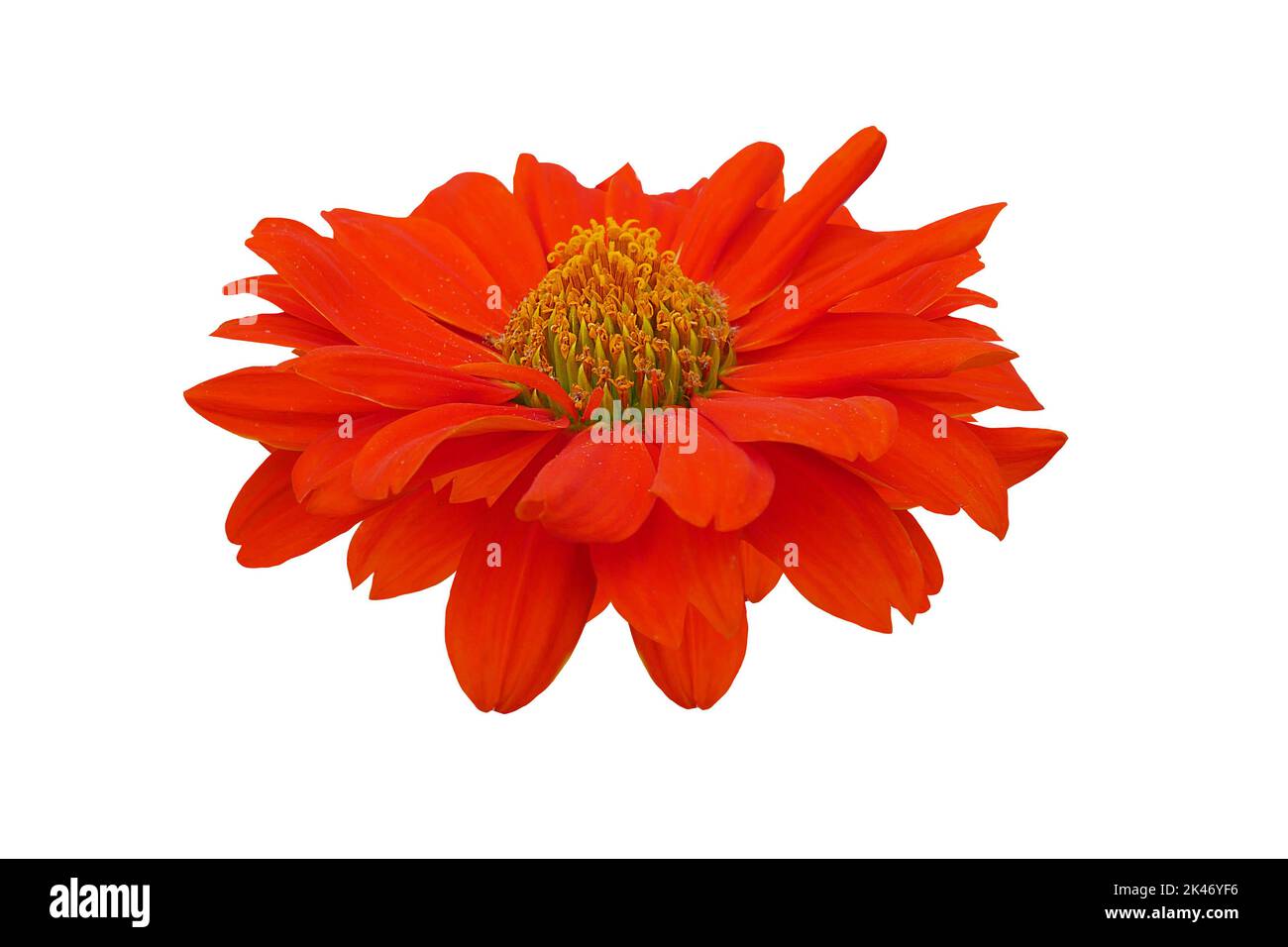flower isolated on white background Stock Photo - Alamy