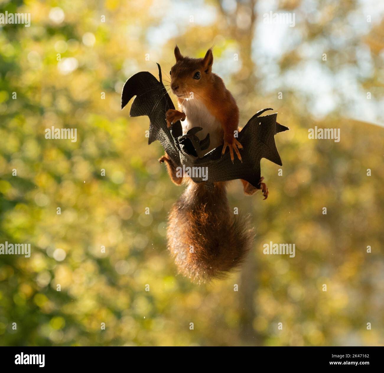 red squirrel flying on a bat Stock Photo Alamy