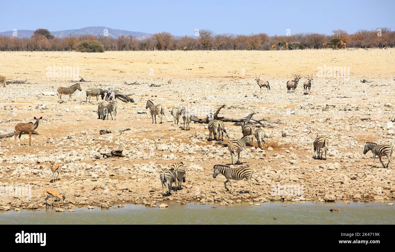 Okaukeujo Waterhole with Zebra, Kudu, Springbok and Oryx all cioming to take a drink Stock Photo
