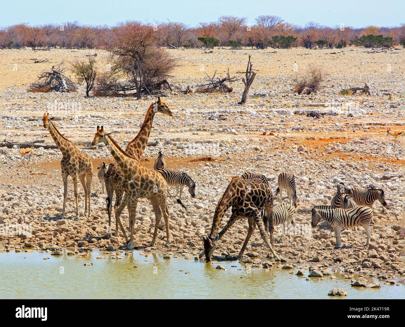 A wildlife lovers dream, a waterhole full of animals drinking.  An amazing sight to behold. Stock Photo