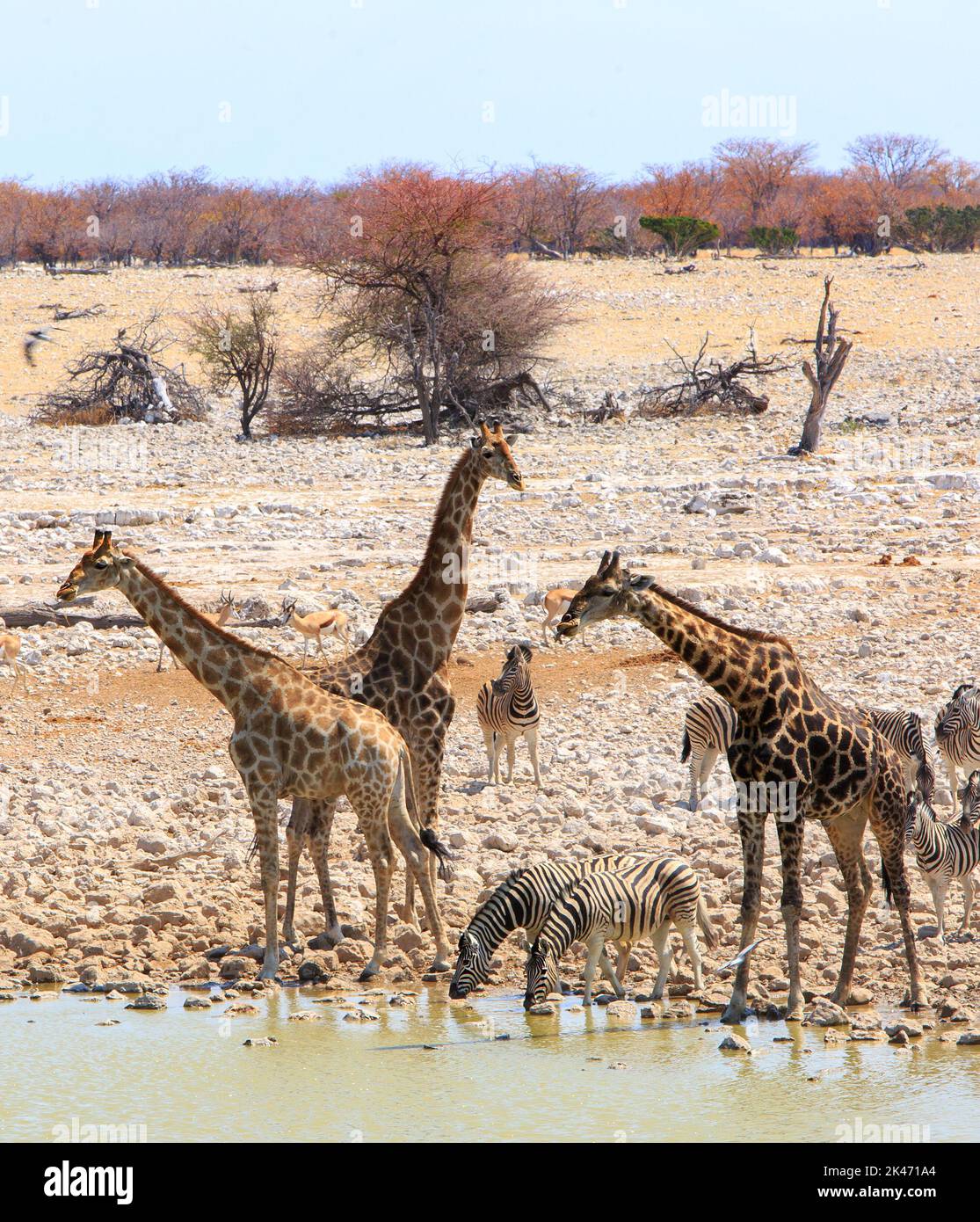 Zebra Drinking Hi res Stock Photography And Images Alamy zebra-drinking-hi-res-stock-photography-and-images-alamy