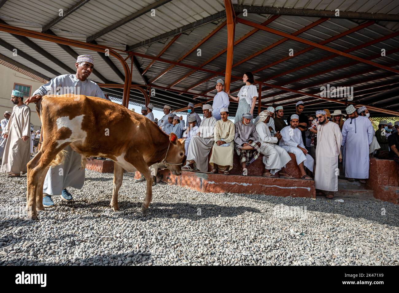 Men in white dishdasha checking cows on sale at friday morning cattle market, Nizwa, Oman Stock Photo