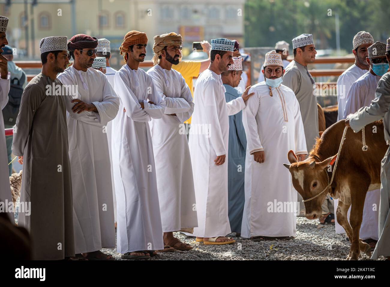 Men in white dishdasha checking cows on sale at friday morning cattle market, Nizwa, Oman Stock Photo