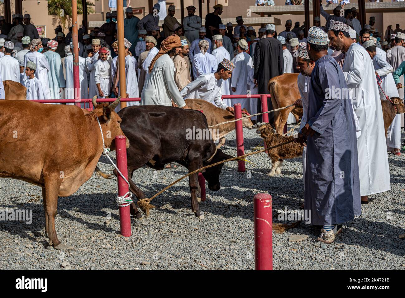Selling cows at the friday morning cattle market, Nizwa, Oman Stock