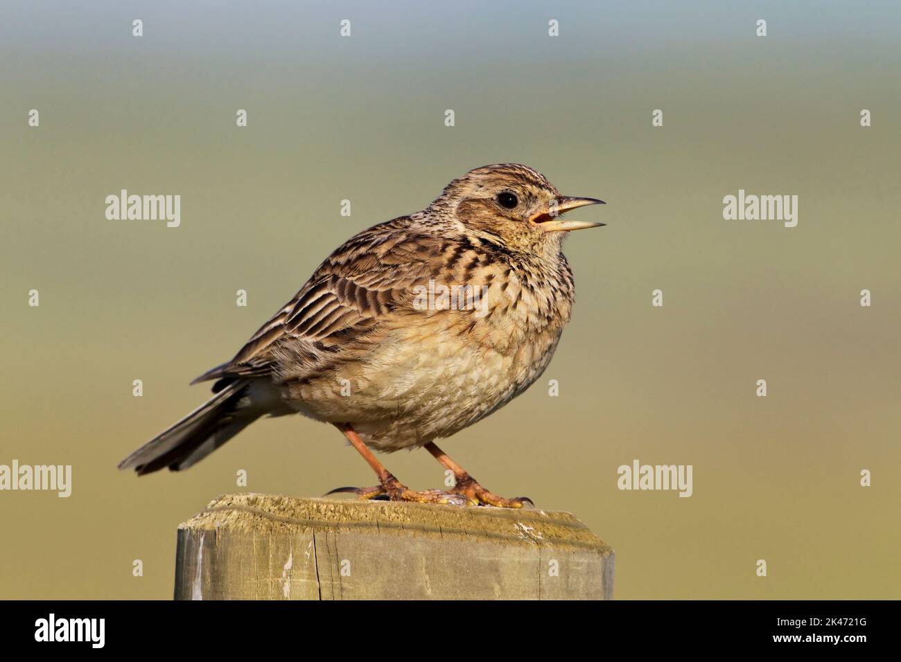 An adult Skylark singing from it's display post Stock Photo