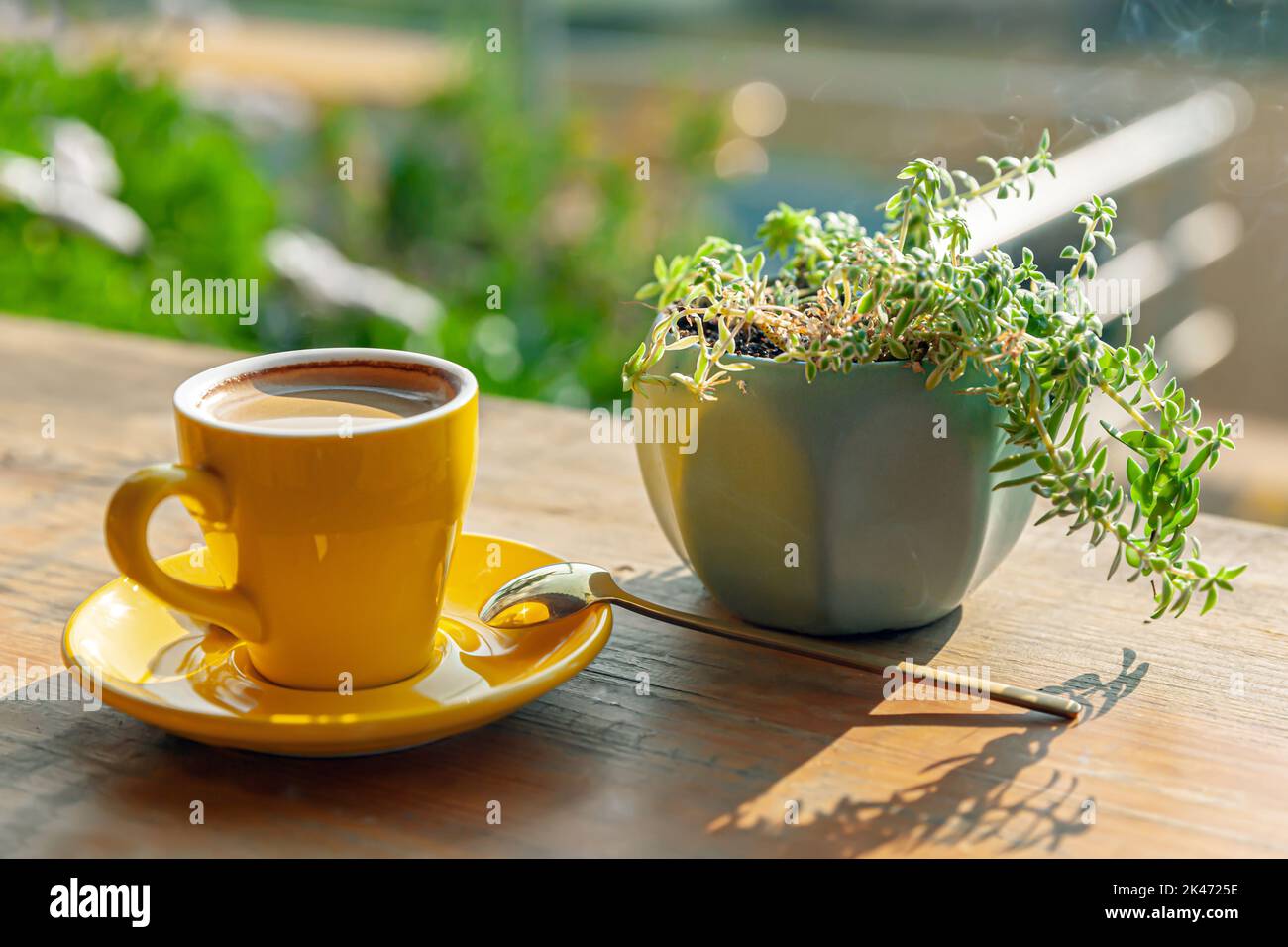 A cup of hot coffee is next to a potted plant on a wooden table, in the afternoon sunlight Stock Photo