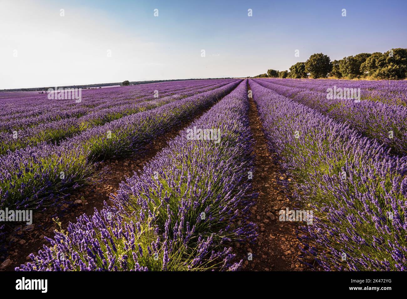 View of a colourful lavender flower field at sunset. Nature concept. Stock Photo