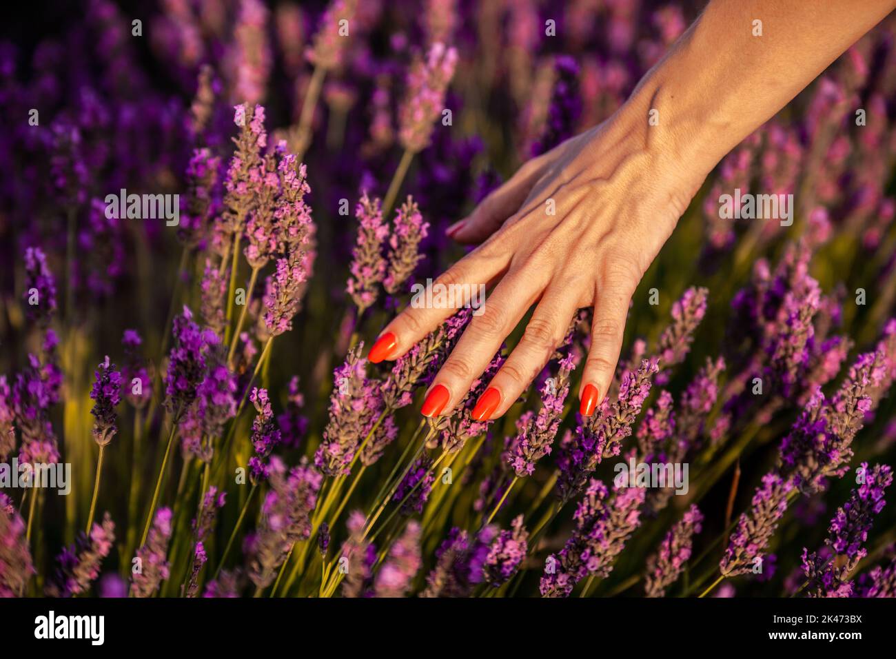 Close up view of a woman hand touching lavender flowers. Nature concept. Stock Photo