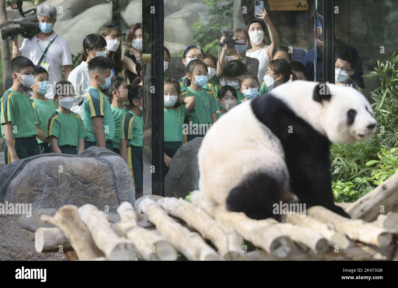 Giant Panda Ying Ying is seen at the Amazing Asia Animals in Ocean Park