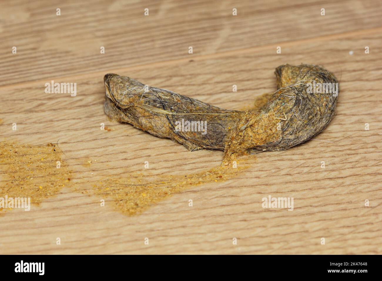 Close up of dry cat vomit with hairball on the wooden floor Stock Photo