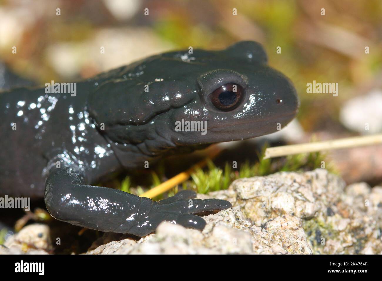 The alpine salamander (Salamandra atra) in a natural habitat Stock