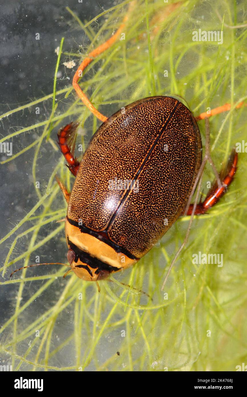 Male diving beetle (Graphoderus bilineatus) in a natural underwater habitat Stock Photo