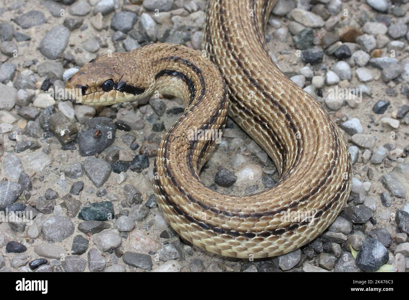 The four-lined snake, Bulgarian ratsnake (Elaphe quatuorlineata) head detail in a natural stone habitat Stock Photo