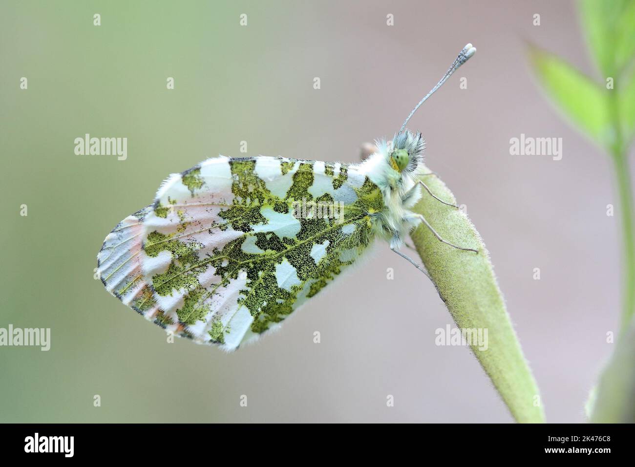 the orange tip butterfly (Anthocharis cardamines) male with folded ...