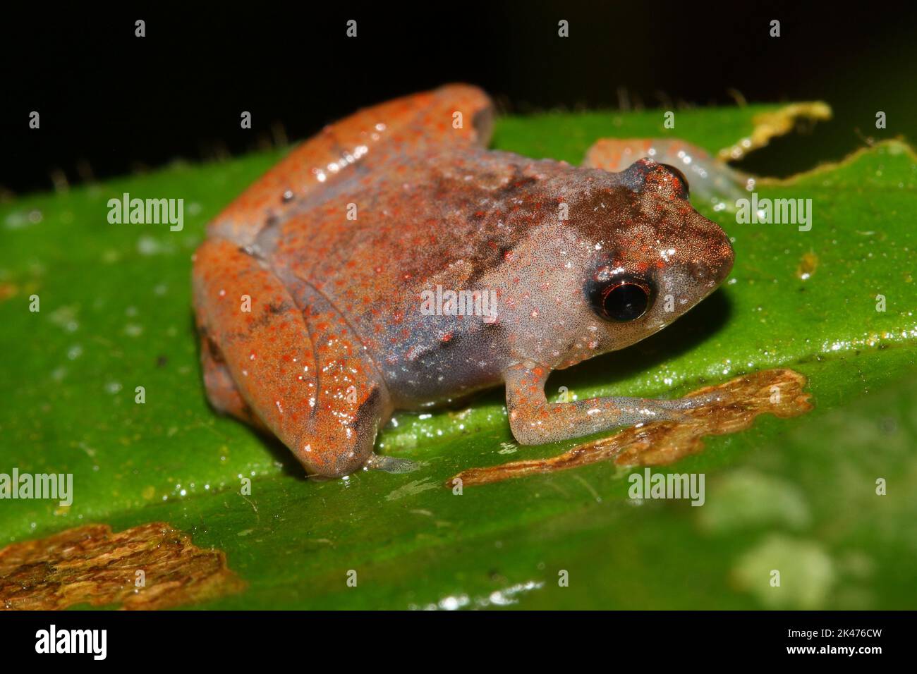 Matang narrow-mouthed frog (Microhyla borneensis - Microhyla nepenthicola) in a natural habitat Stock Photo