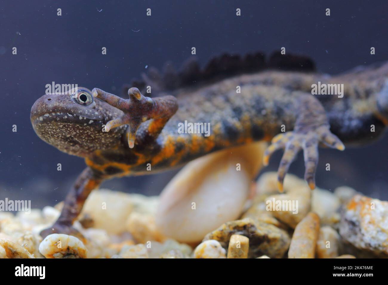 The Italian crested newt (Triturus carnifex) male in an underwater natural habitat Stock Photo