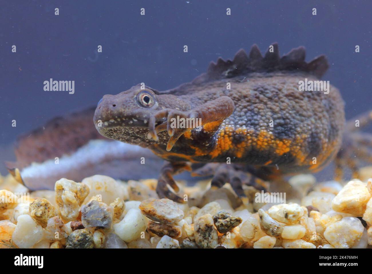 The Italian Crested Newt (Triturus Carnifex) Male In An Underwater ...