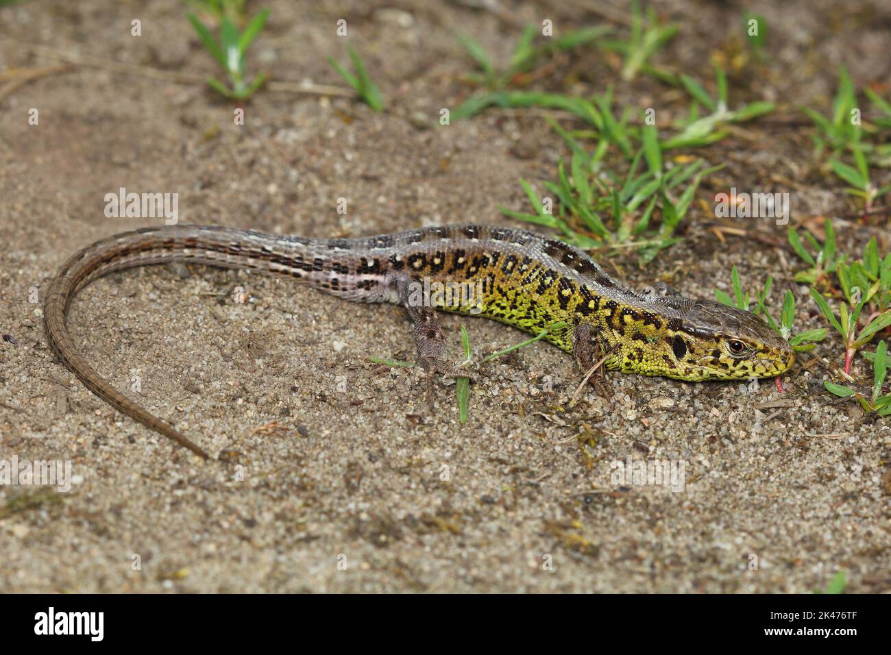 The sand lizard (Lacerta agilis) male in a natural habitat Stock Photo ...