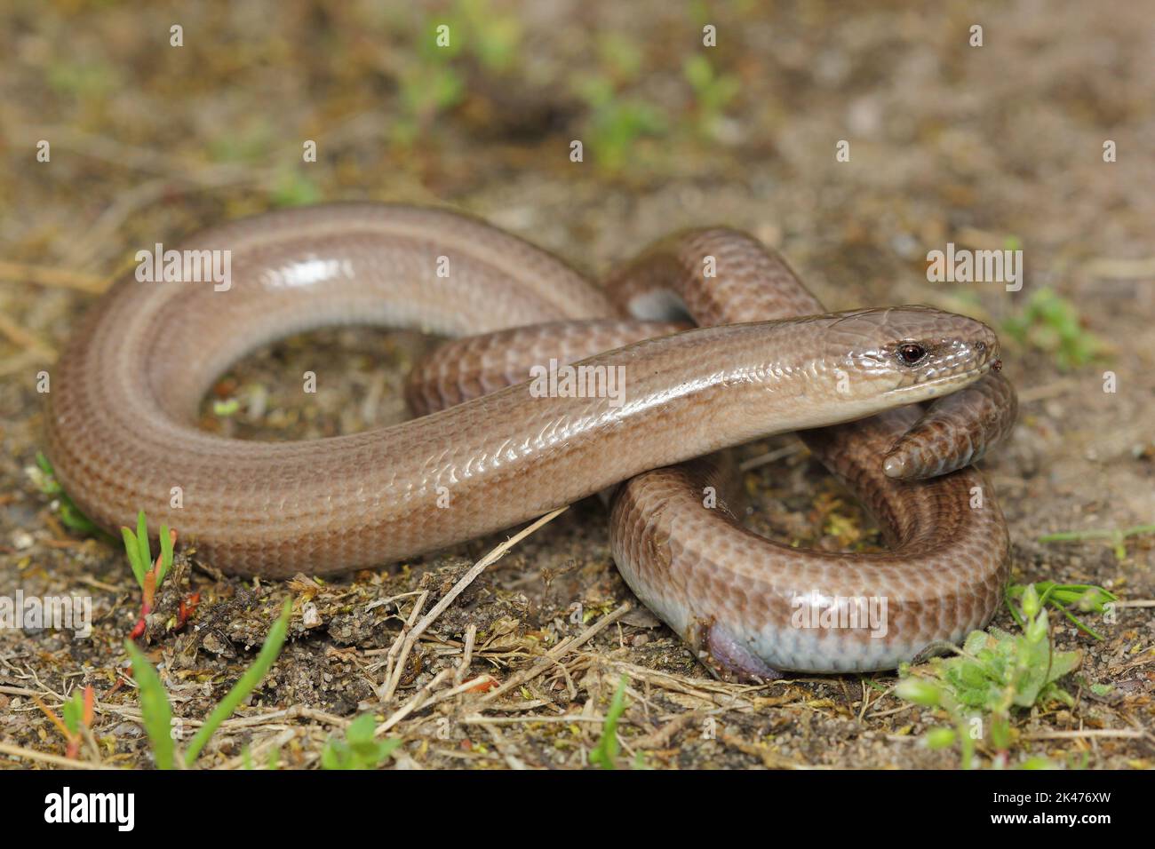 The slow worm, deaf adder, a slowworm, blindworm, long-cripple (Anguis fragilis) male in a natural habitat Stock Photo