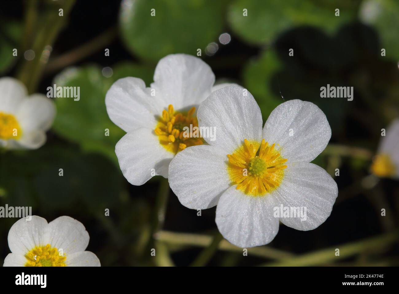 the common water-crowfoot or white water-crowfoot (Ranunculus aquatilis) detail of two bloom Stock Photo