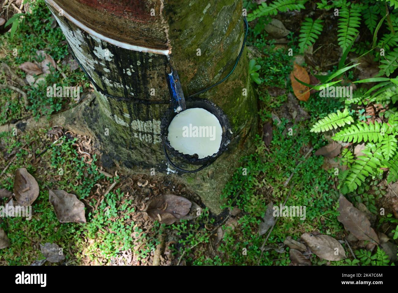 High angle view of a rubber sap or milk filled coconut shell cup attached on a stem of a rubber tree Stock Photo