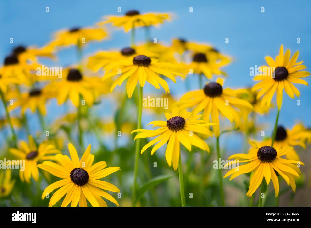 Black Eyed Susan flowers (Rudbeckia fulgida) Stock Photo