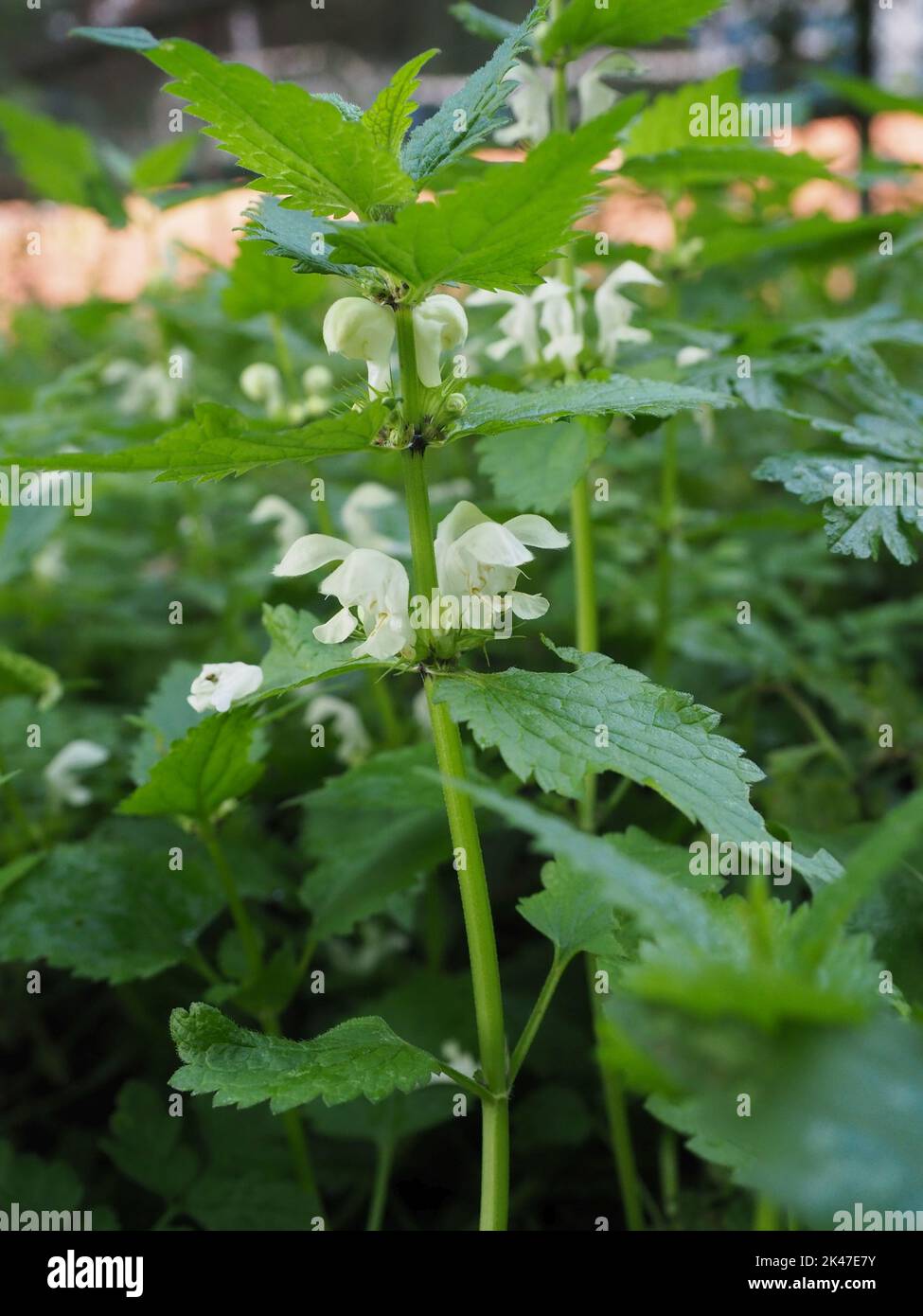 Lamium album, commonly called white nettle or white dead-nettle plant and flowers Stock Photo