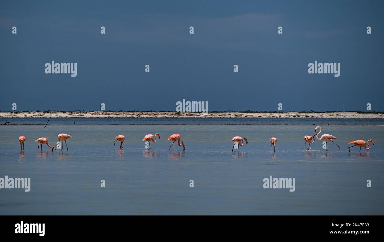 A flock of flamingos in shallow water eating small shrimp at rio lagartos wildlife refuge. The shrimp will turn them their distinctive pink. Stock Photo