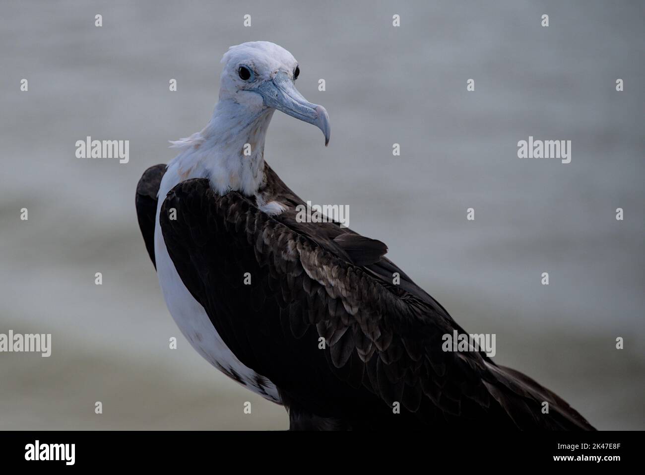 Adult male magnificent frigatebird sitting on pier with rio ocean water in background in wildlife refuge sanctuary in rio lagartos. Stock Photo