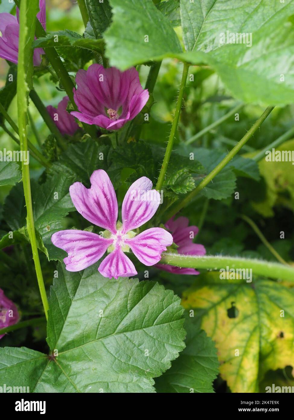 Malva is a genus of herbaceous annual, biennial, and perennial plants in the family Malvaceae. Common English name mallow flower and leaves. Stock Photo