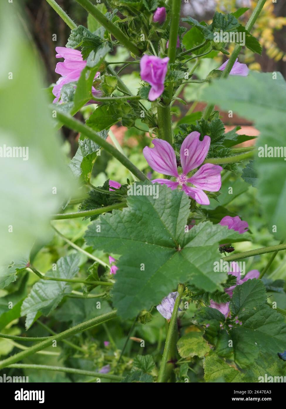 Malva is a genus of herbaceous annual, biennial, and perennial plants in the family Malvaceae. Common English name mallow flower and leaves. Stock Photo