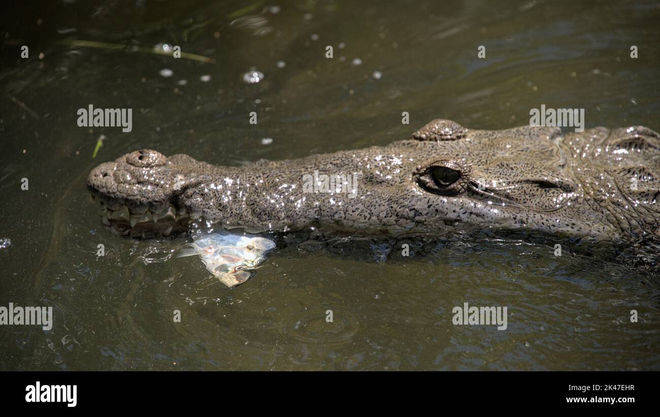 A saltwater mexican crocodile with fish in its mouth eating. Tourist operators feed these in rio lagartos wildlife refuge and sanctuary. Stock Photo
