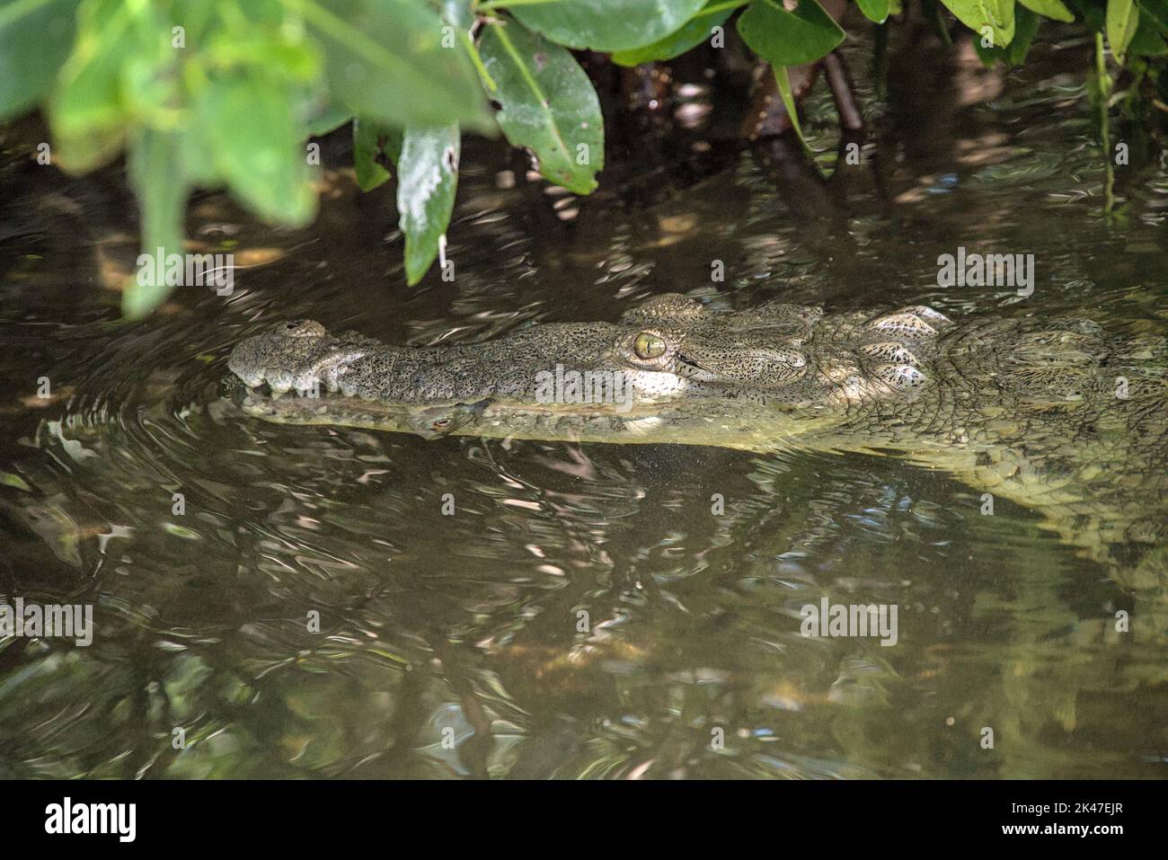 A mexican crocodile facing camera waiting for tour operator to toss it a fish. Common animal in rio lagartos wildlife sanctuary and refuge. Stock Photo