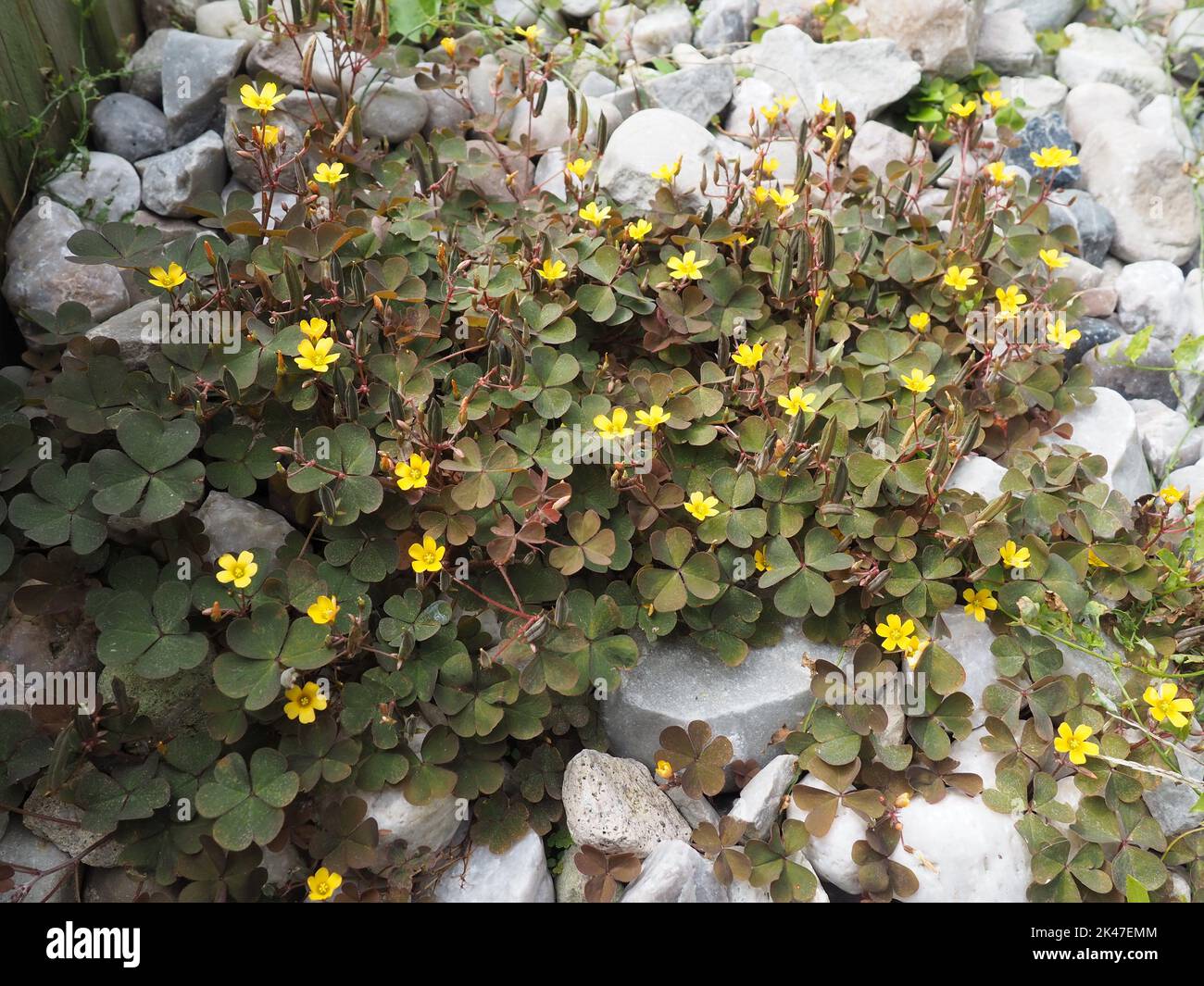 small oxalis vulcanicola plant with yellow flowers growing among white pebbles in an urban park Stock Photo