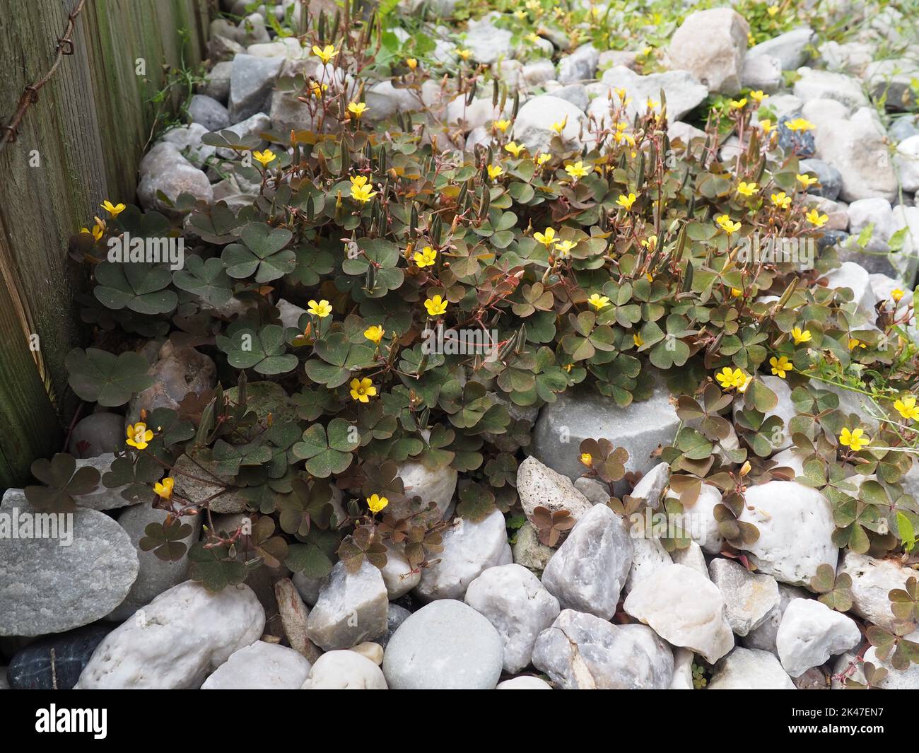 small oxalis vulcanicola plant with yellow flowers growing among white pebbles in an urban park Stock Photo