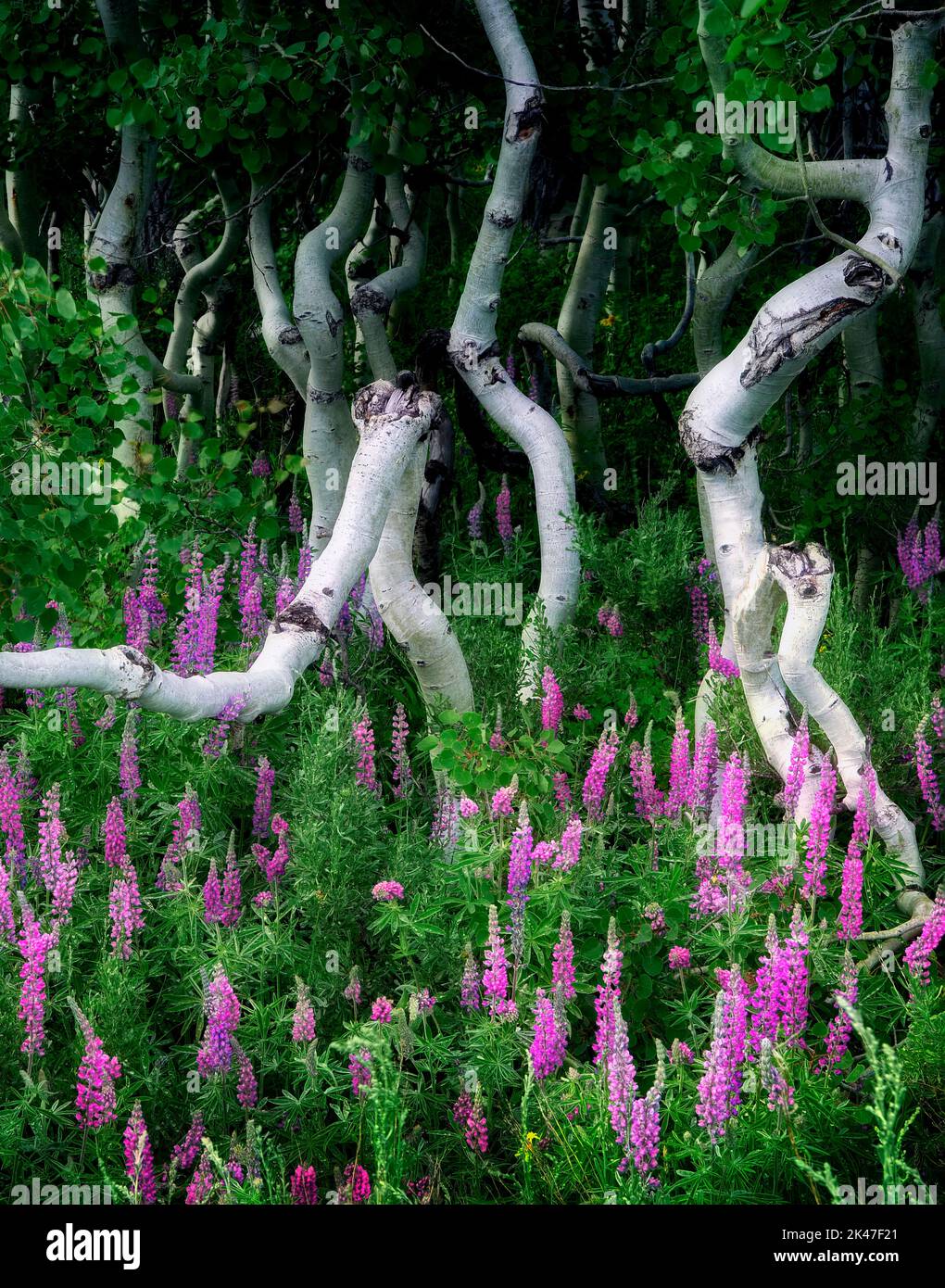 Lupines and small aspens trees. Steens Mountain, Oregon Stock Photo