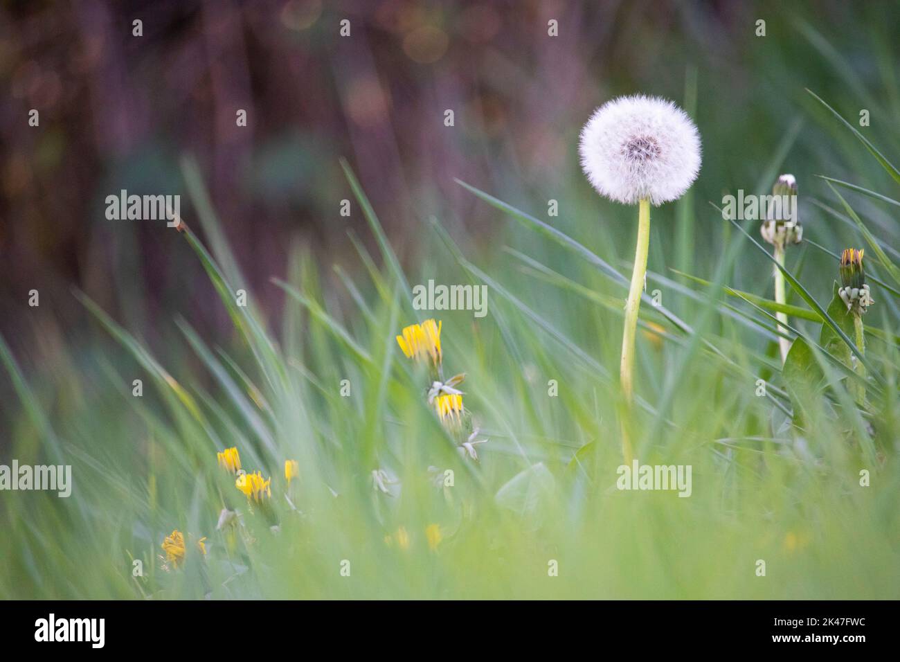 Close up photo of alone Tarassaco on grass photo in a warm autumn day of october. Stock Photo