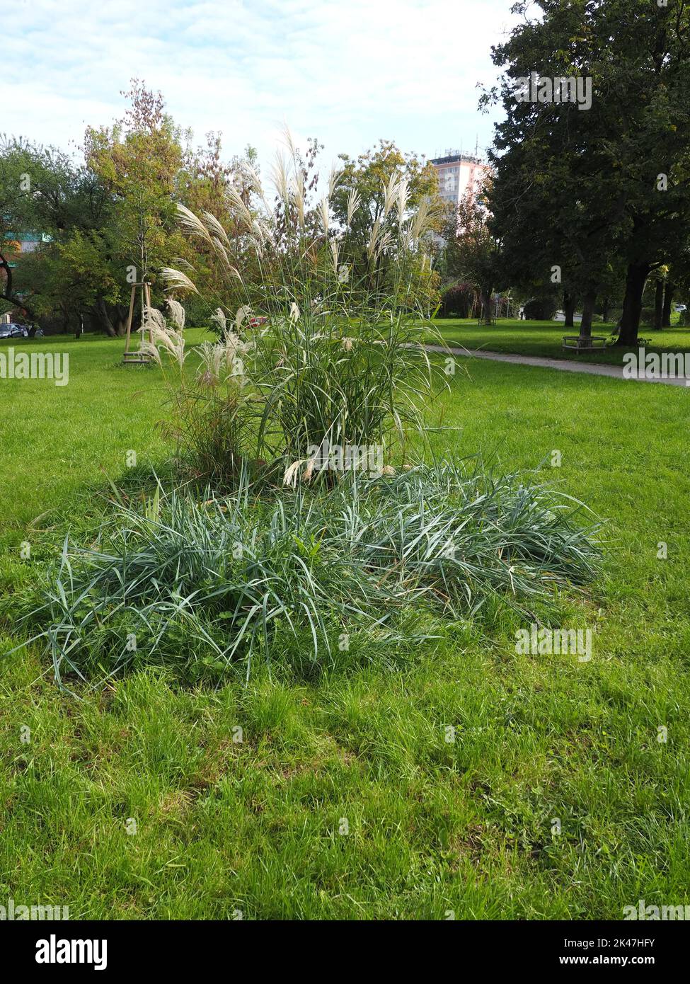 Bush of ornamental grass in a public park with a large and a small, newly planted tree in the background Stock Photo