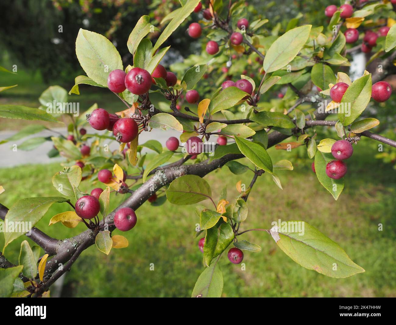 Tiny red crab apples on the tree. Ornamental element in a public urban