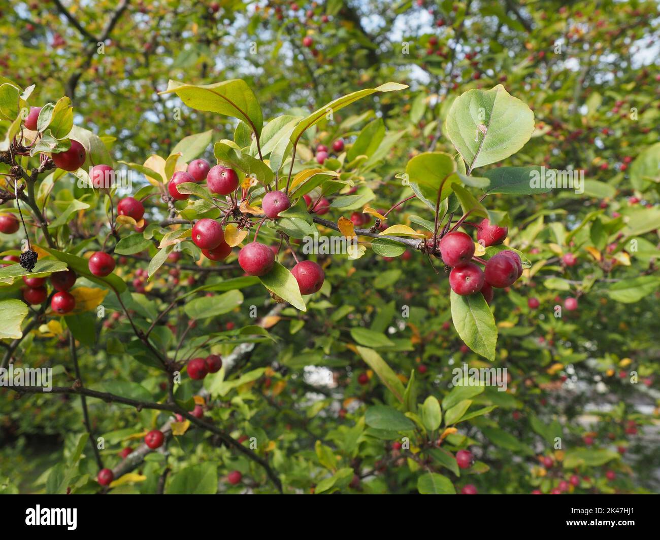 Tiny red crab apples on the tree. Ornamental element in a public urban