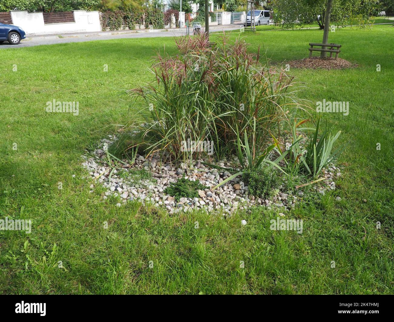 Bush of ornamental grass in a public park with a large and a small, newly planted tree in the background Stock Photo