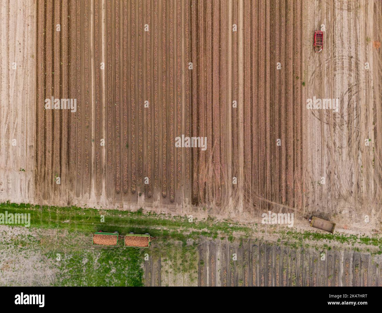 Aerial view of trailers filled with lots of onions from above in an