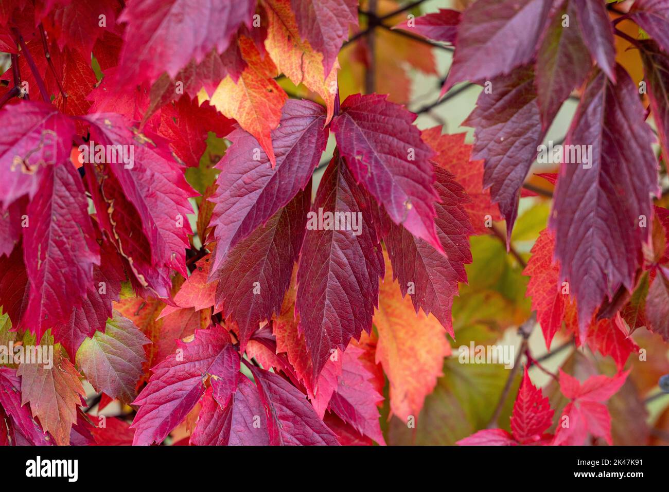 Colorful autumn virginia creeper, wild grape background close up. Beautiful background, small depth of field. Stock Photo