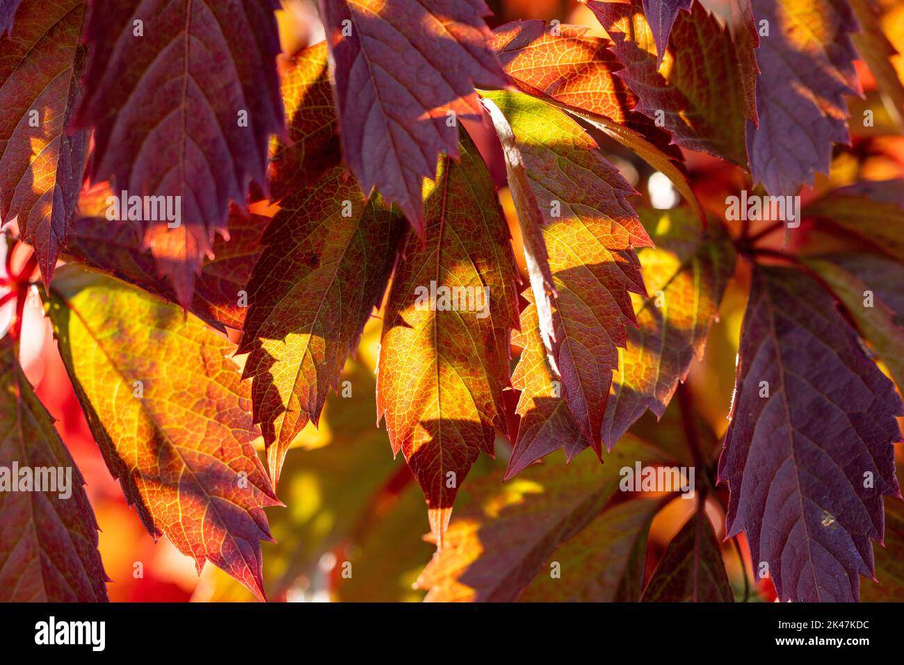 Colorful autumn virginia creeper, wild grape background close up. Beautiful background, small depth of field. Stock Photo