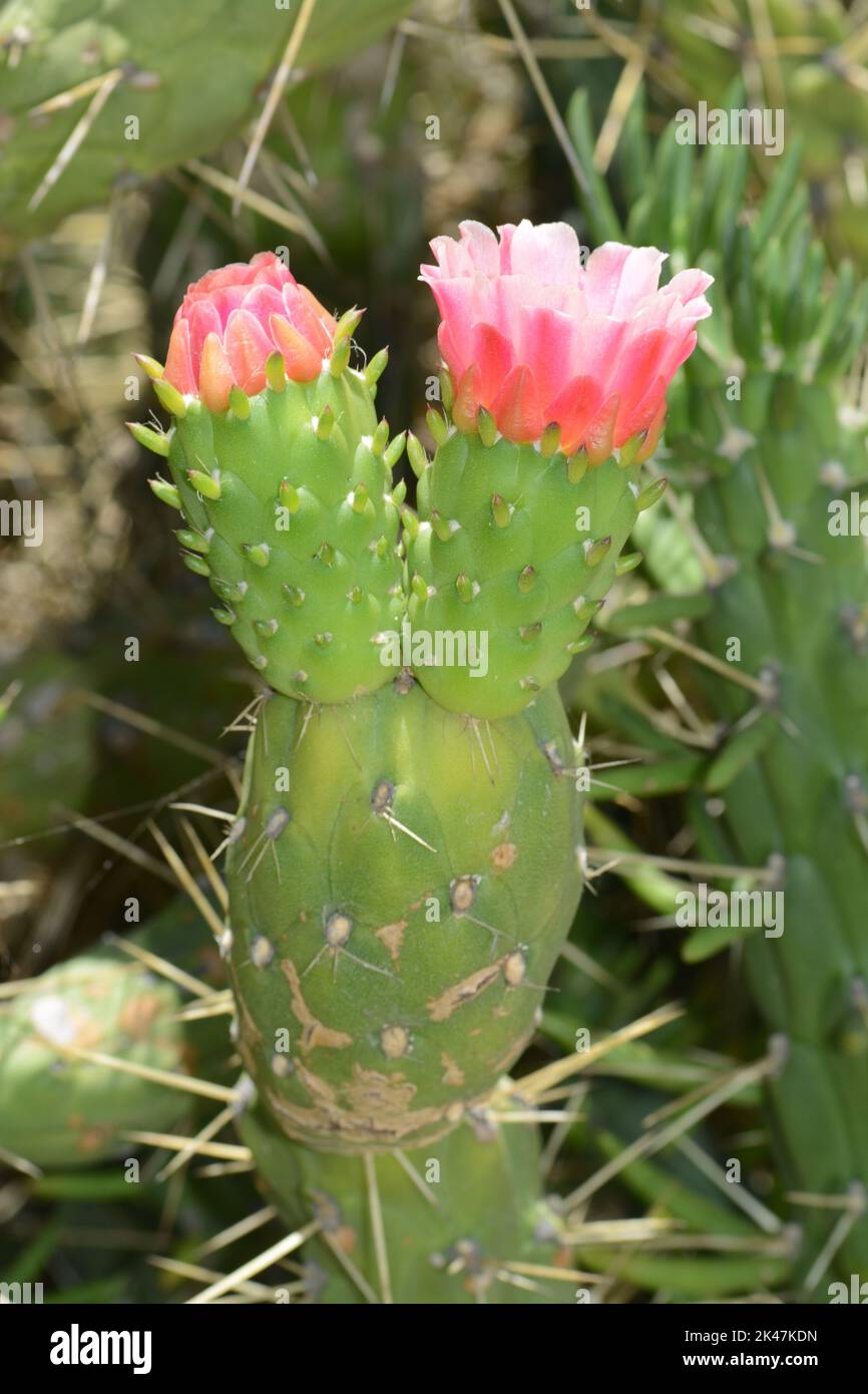 Fiore di cactus Stock Photo - Alamy