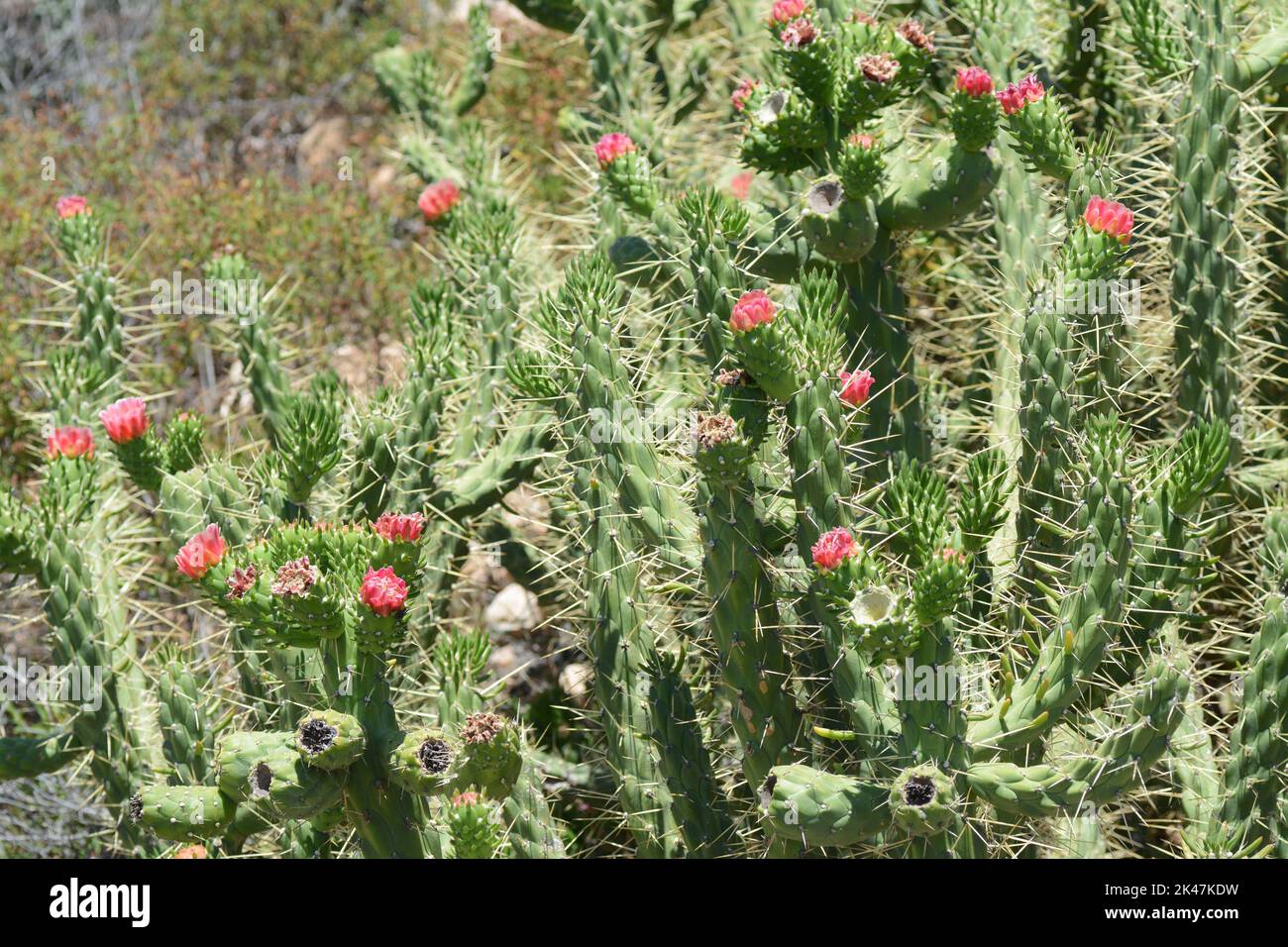 klettert jeder efeu Efeu - Hedera helix